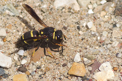 Euodynerus castigatus