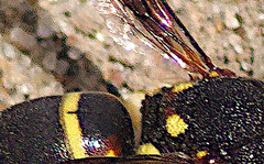 Euodynerus castigatus