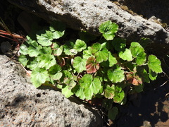 Heuchera longipetala