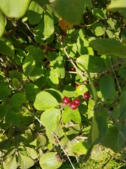 Lonicera xylosteum