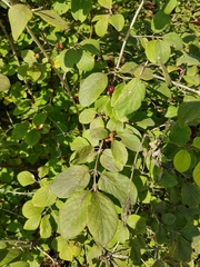 Lonicera xylosteum