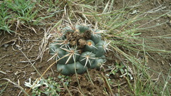 Coryphantha pycnacantha