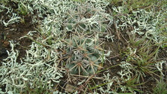 Coryphantha pycnacantha
