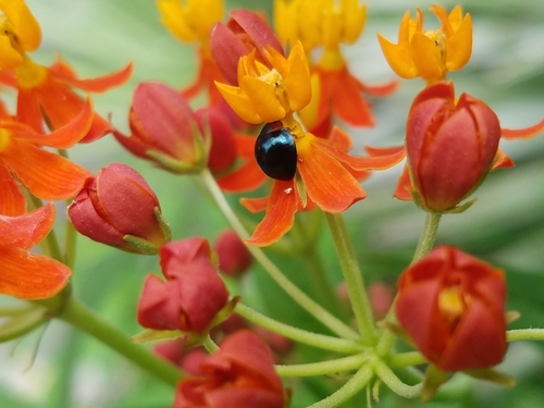 Metallic Blue Lady Beetle photo 4