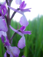 Anacamptis palustris elegans