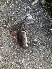 Heteromys desmarestianus