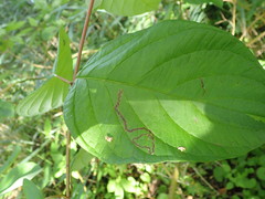 Phytomyza agromyzina group