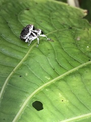Peridinetus ecuadoricus