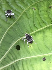 Peridinetus ecuadoricus