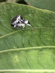 Peridinetus ecuadoricus