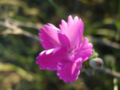 Dianthus polymorphus