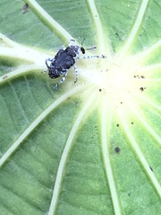 Peridinetus ecuadoricus