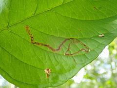 Phytomyza agromyzina group