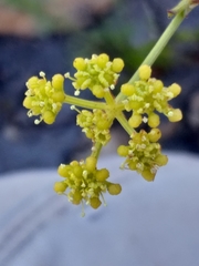Notobubon collinum