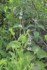 Stachys stebbinsii