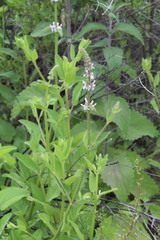 Stachys stebbinsii