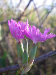 Dianthus polymorphus