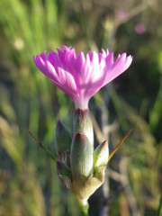 Dianthus polymorphus