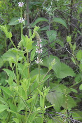 Stachys stebbinsii
