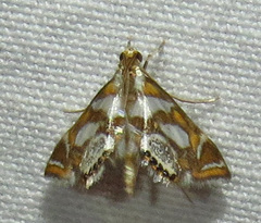 Chrysendeton medicinalis