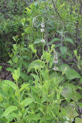 Stachys stebbinsii