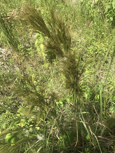 Andropogon image