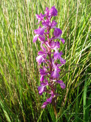 Anacamptis palustris elegans