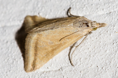 Microtheoris