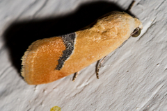 Ponometia venustula