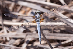 Libellula composita