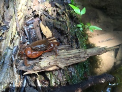 Irmengardia johnsoni