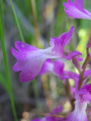 Anacamptis palustris elegans