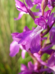 Anacamptis palustris elegans
