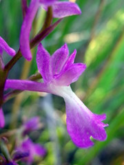 Anacamptis palustris elegans