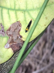 Acrogonia flavoscutellata