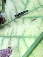 Acrogonia flavoscutellata