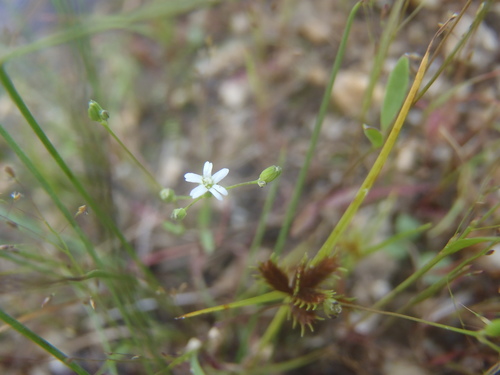 Drymaria depressa