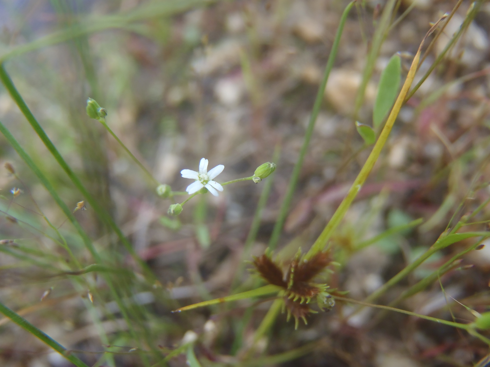 Drymaria depressa