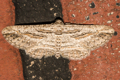 Iridopsis obliquaria