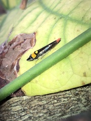 Acrogonia flavoscutellata