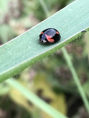 Cheilomenes sexmaculata