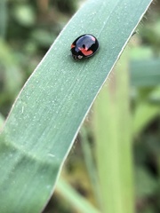 Cheilomenes sexmaculata