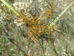 Cyperus esculentus leptostachyus
