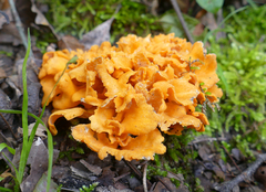 Craterellus odoratus