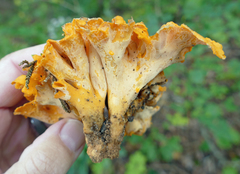 Craterellus odoratus