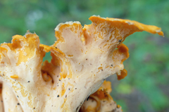Craterellus odoratus