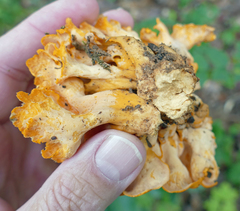 Craterellus odoratus