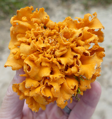 Craterellus odoratus