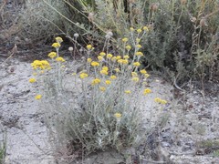 Lavandula pedunculata