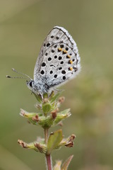 Pseudophilotes baton